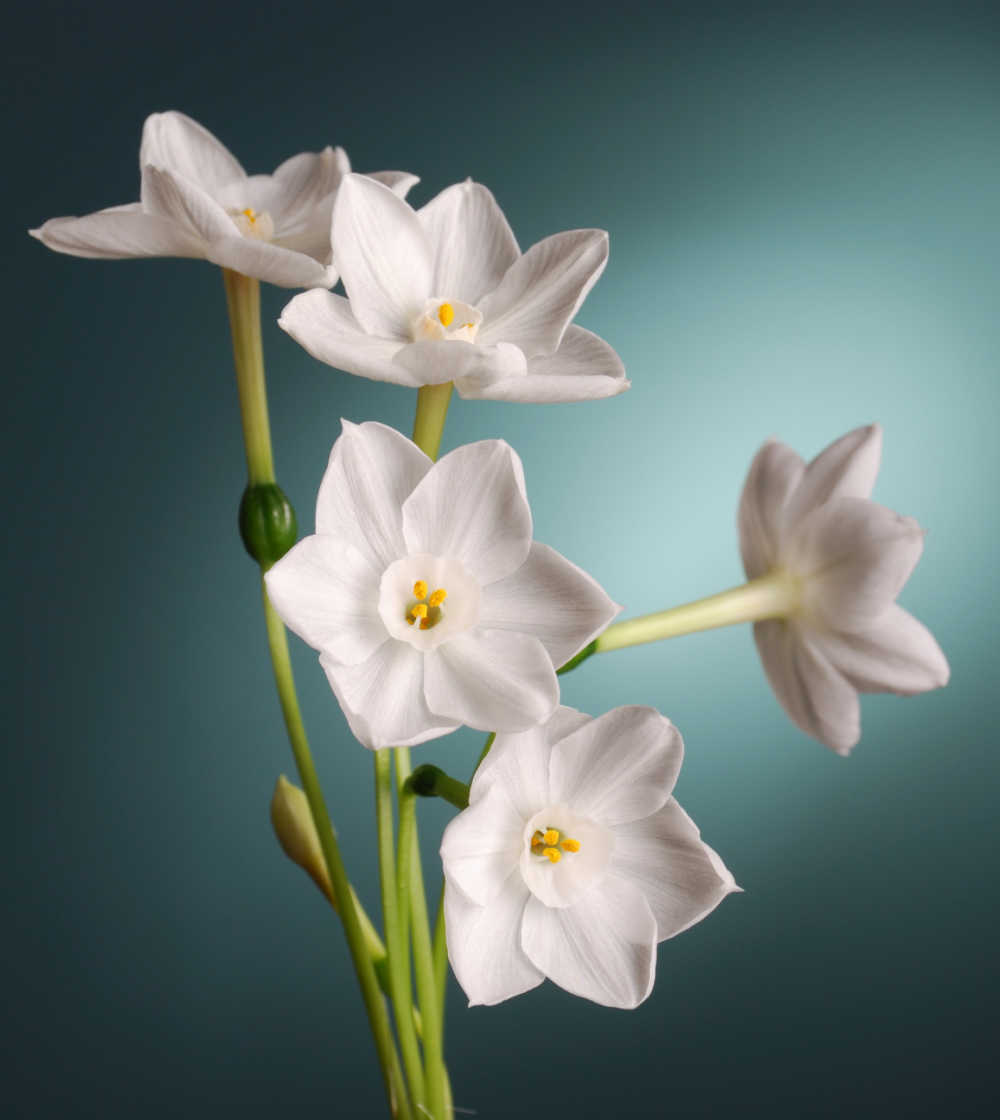 Paperwhite blooms on a blue green background.