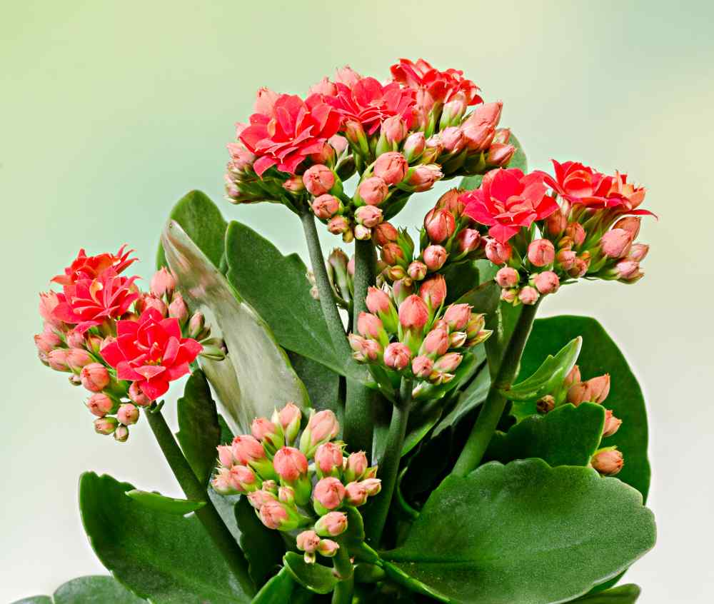 Florist Kalanchoe - a pretty Christmas plant.