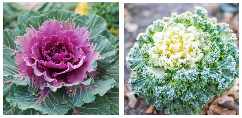 Purple ornamental cabbage and white ornamental kale in a collage.