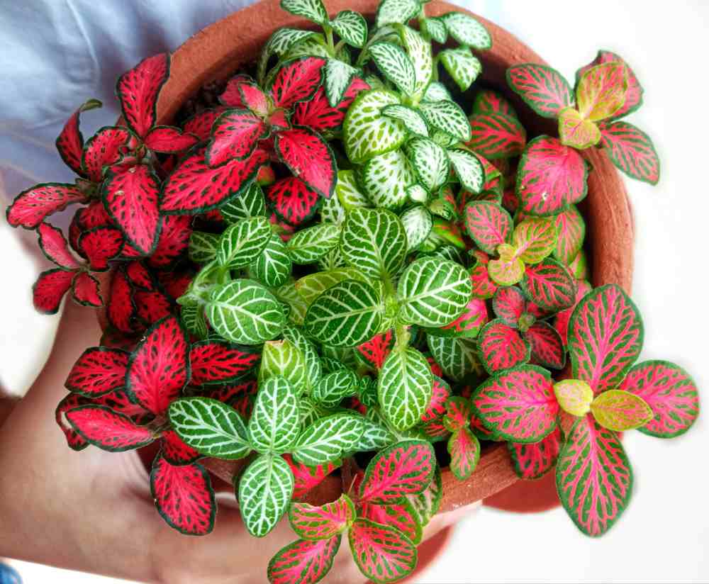 Hands holding Christmas plants - fittonia varieties.