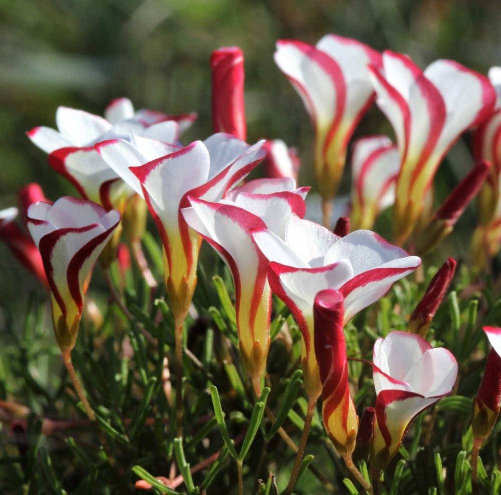 Candy Cane Sorrell plant