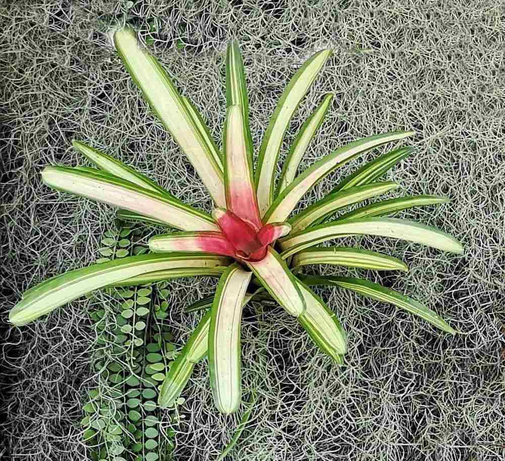 Blushing bromeliad - the perfectly colored Christmas plant.