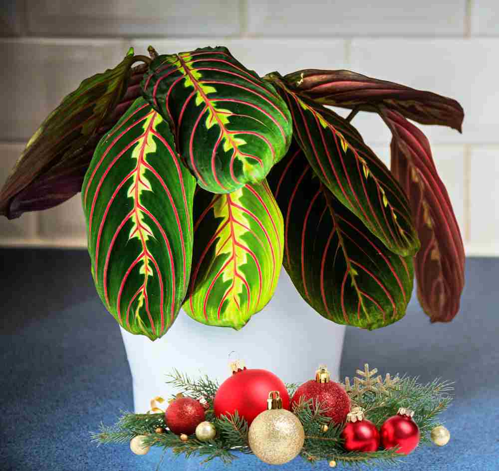 Red prayer plant with balls and greenery.