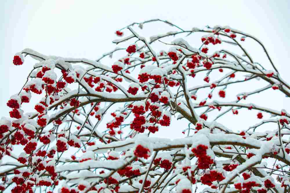 Winterberry holly covered in snow - The perfect Christmas plant!