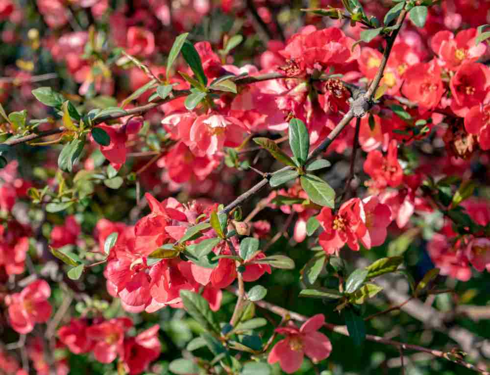 Yuletide Camellia in flower.