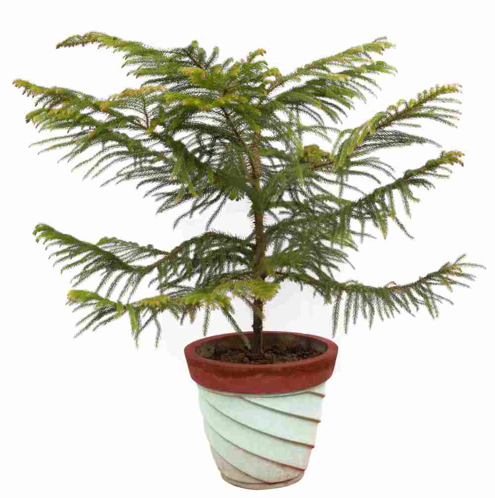 Norfolk Island Pine in a white plant pot.