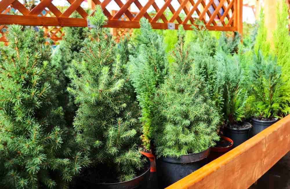 Dwarf Christmas trees in pots.