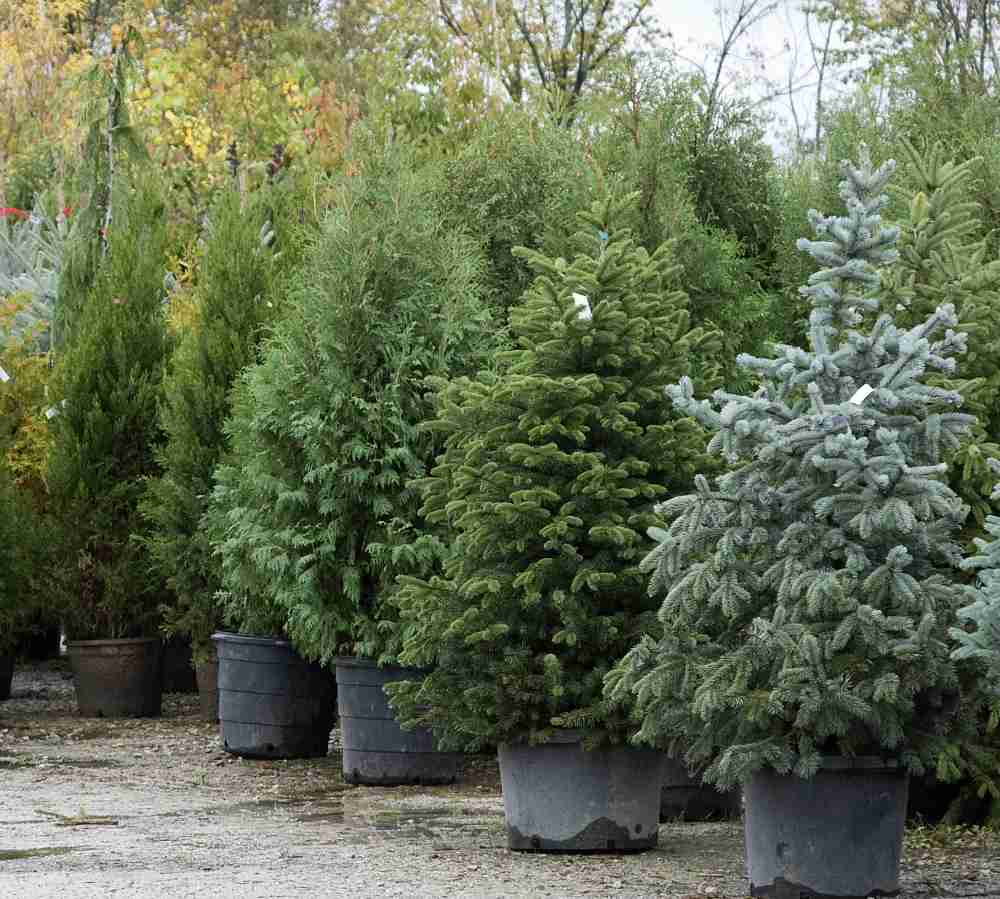 Christmas tree farm with a variety of live trees