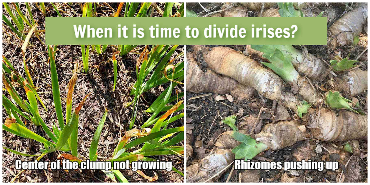 Guide to Transplanting Iris - Learn When to Divide Irises.