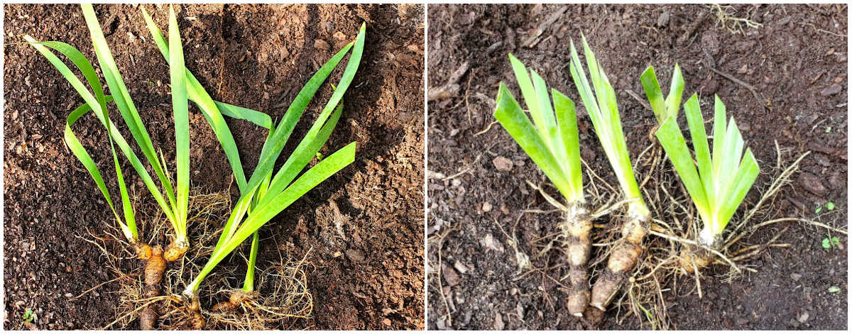 Collage showing images of iris divisions and trimmed divisions with an inverted V-shaped fan.