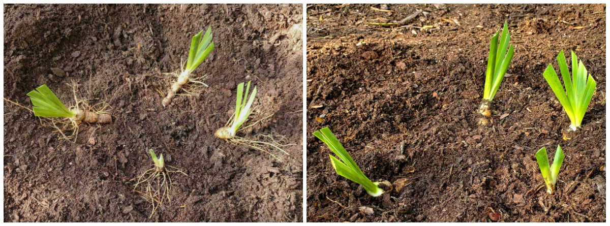 Collage showing iris division in ground and lightly covered with soil. 