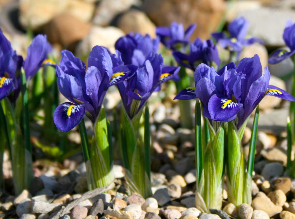 Row of dwarf irises in a rock garden in flower.