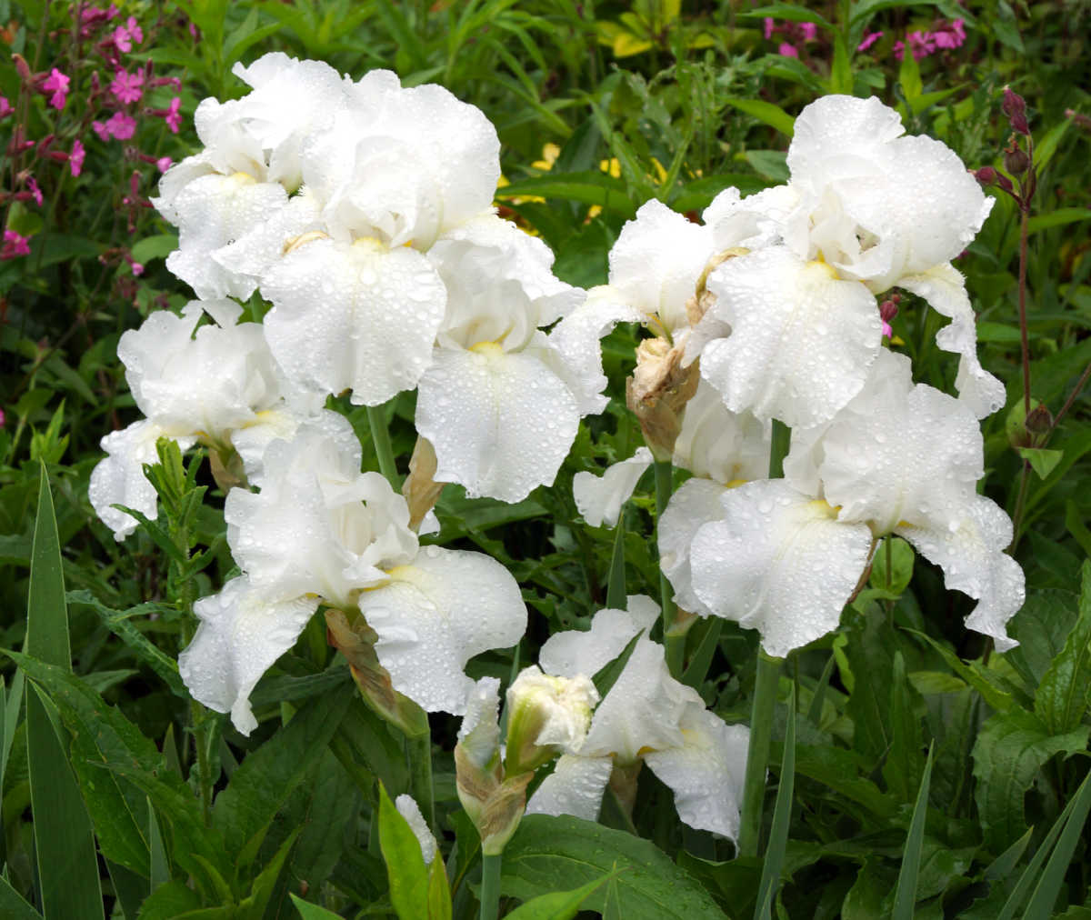 Immortality reblooming iris with white blooms.