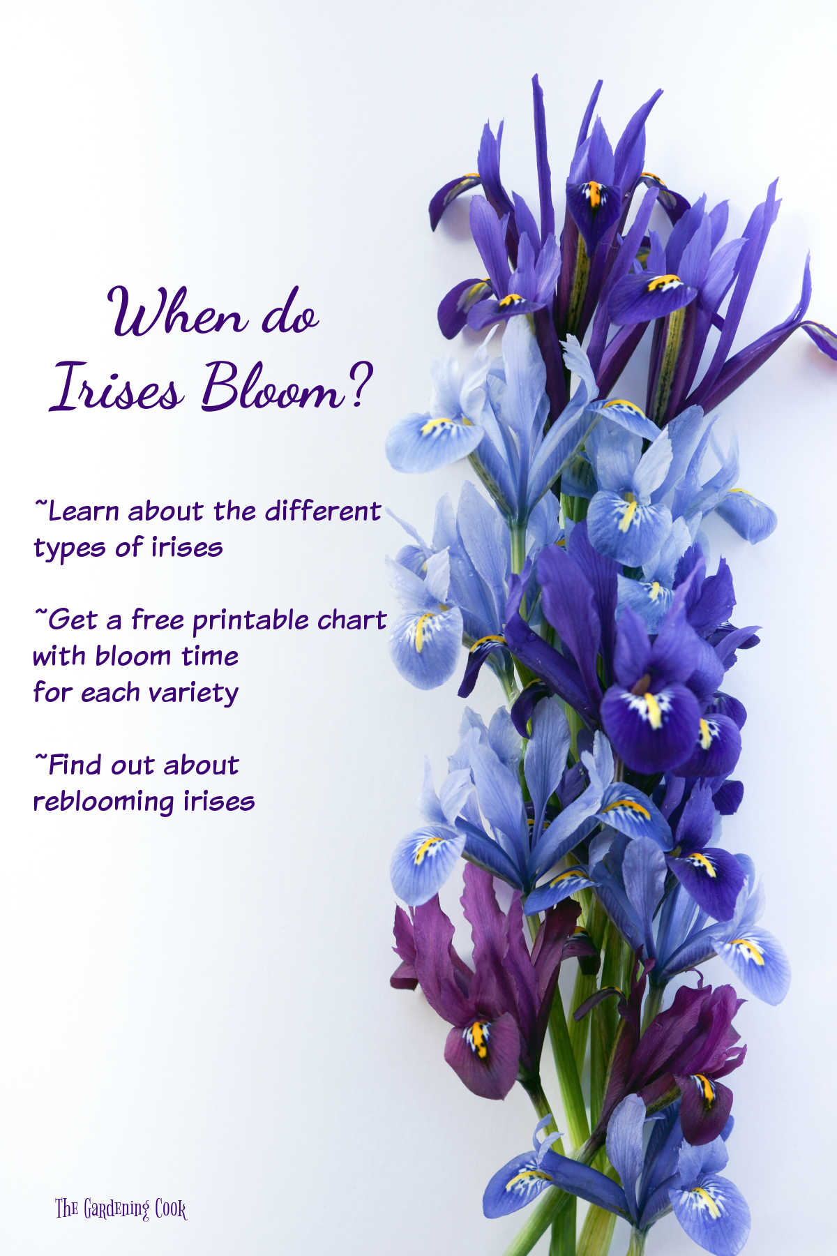 A stack of iris flowers with words When do irises bloom - Learn about the different types of irises - Get a free printable chart with bloom times for each variety - Find out about reblooming irises.