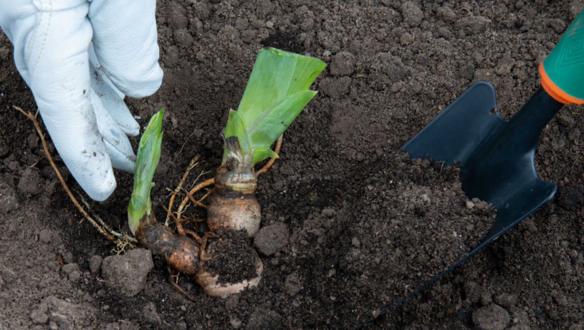 Hand in a garden glove, planting iris rhizomes near the surface with a small hand spade.