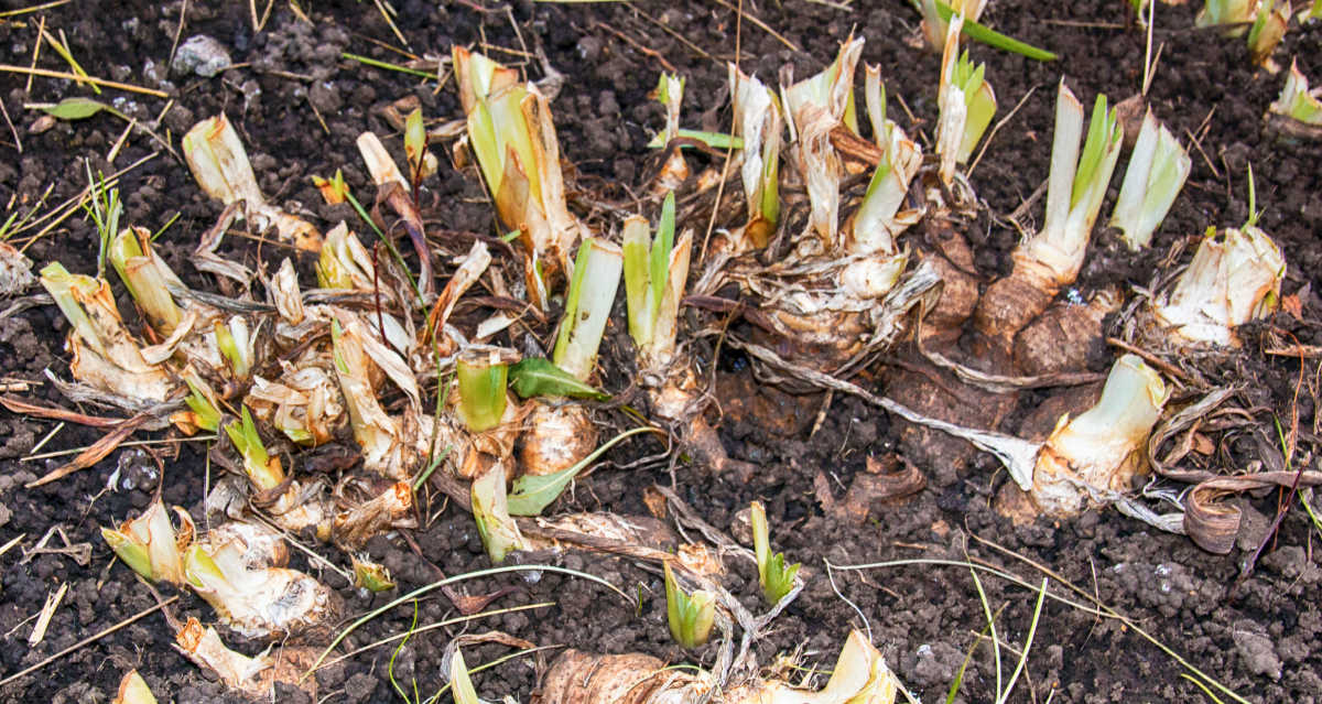 Iris rhizomes in the ground in fall with their foliage pruned back to 6 inches.