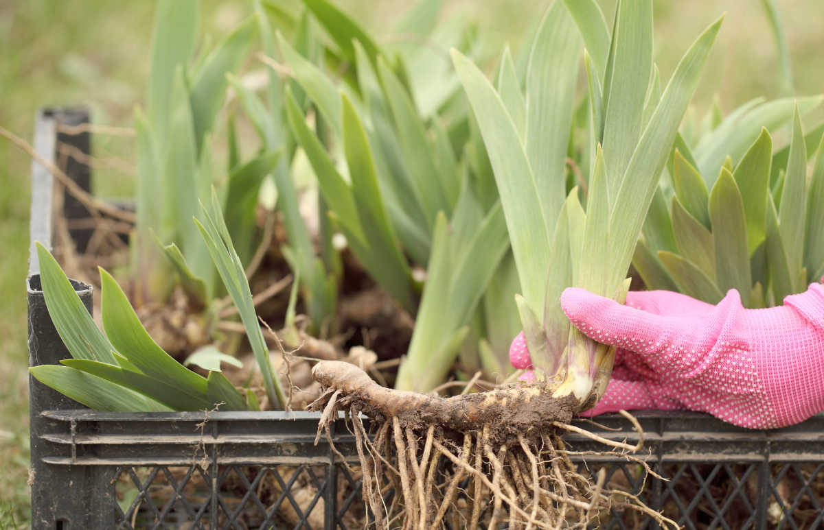 Hand in a pink garden glove holding iris rhizome ready for planting.