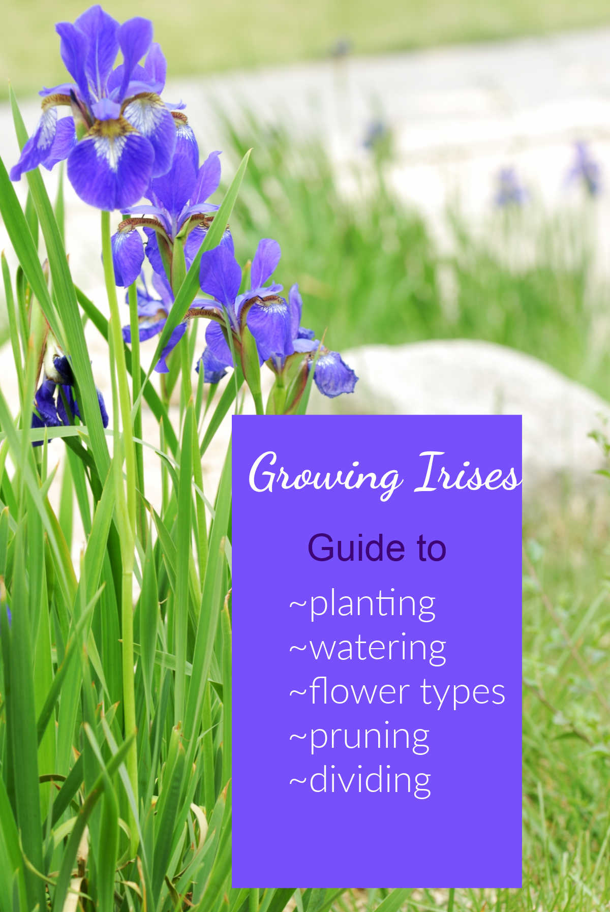 Purple iris flowers in a garden with text overlay reading Growing Irises - Guide to ~ planting ~ watering ~ flower types ~ pruning ~ division.