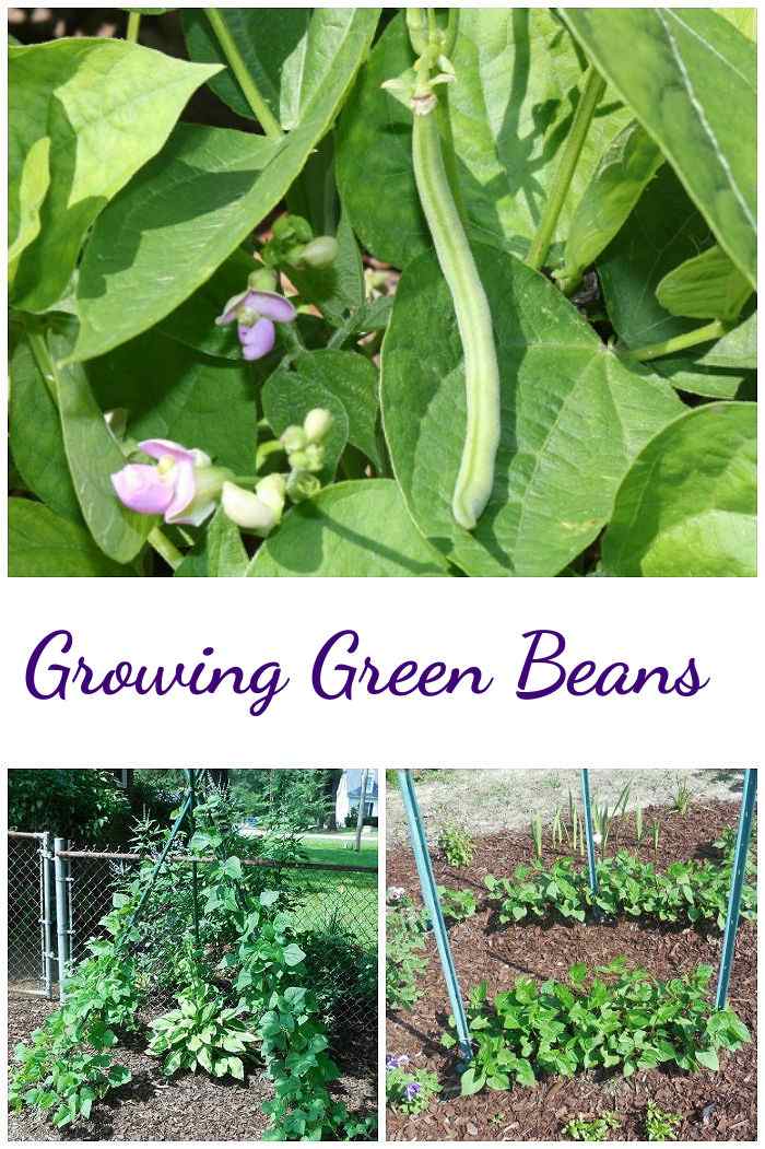 Beans in flower with a bean pod, bean teepee and beans growing in rows in a collage with words Growing Green Beans.