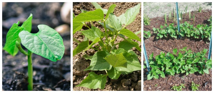 Bean seedling, small bean plant and beans in a garden.