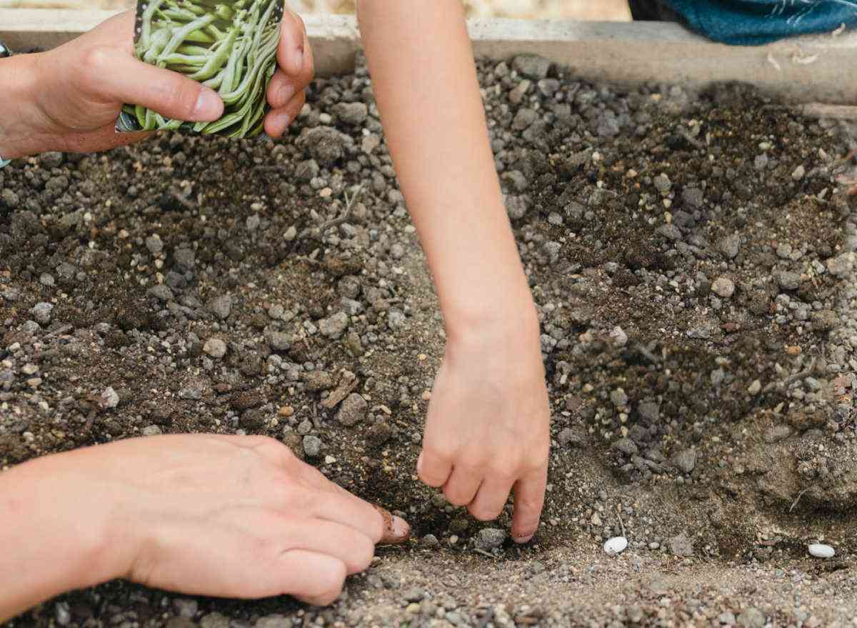 Mother and son planting bean seeds in a garden.