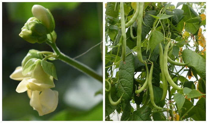 Bean flower and beans on a plant in a collage.