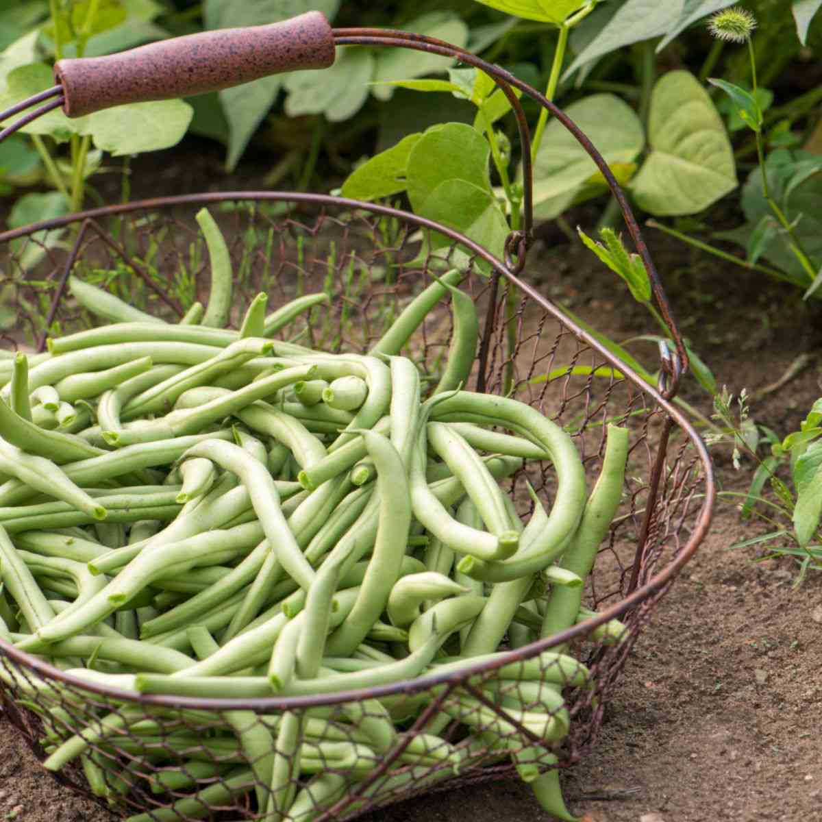 Rising Inexperienced beans – Planting and Care Info for Snap Beans