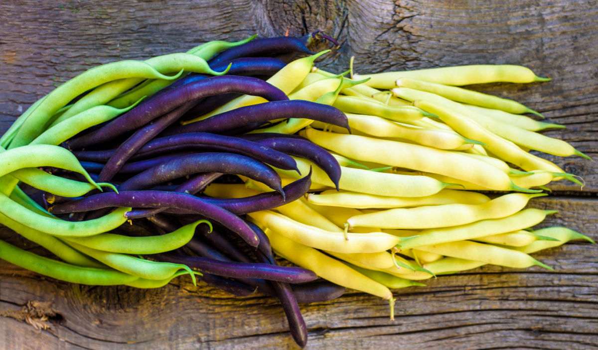 Green, purple and yellow bush beans on a wooden counter.