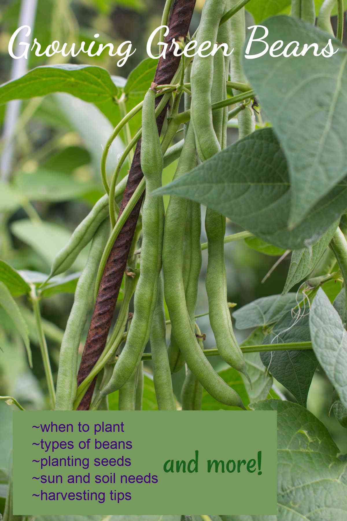 Beans hanging from a plant with words Growing green beans ~when to plant ~types of beans ~planting seeds ~sun and soil needs ~harvesting tips.