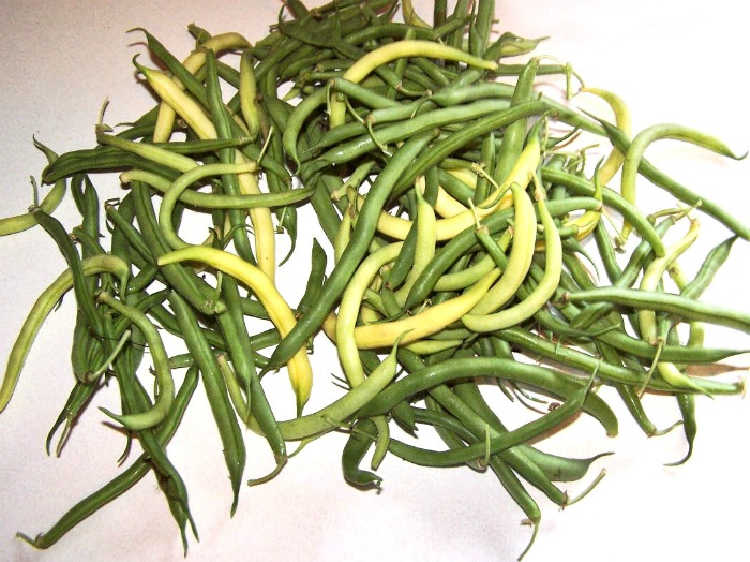 Yellow and green beans on a white countertop.