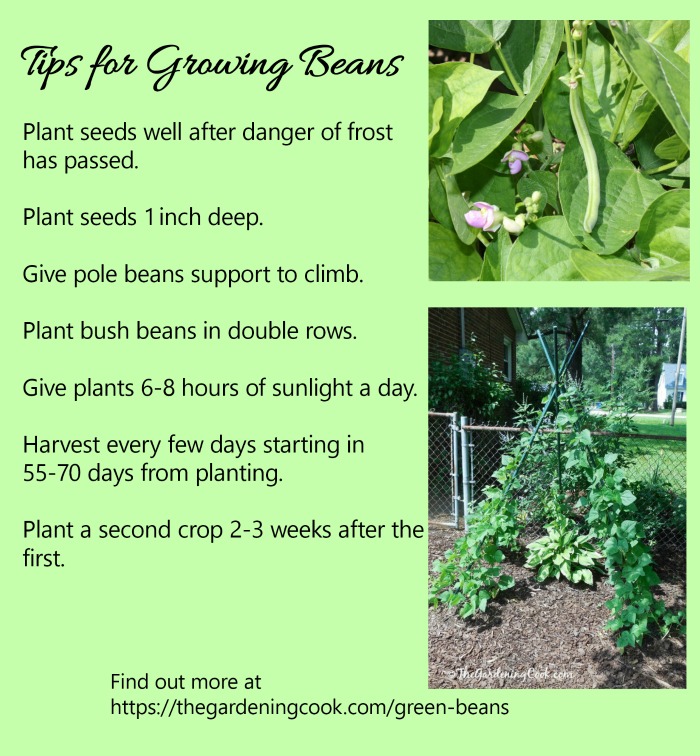 green beans growing