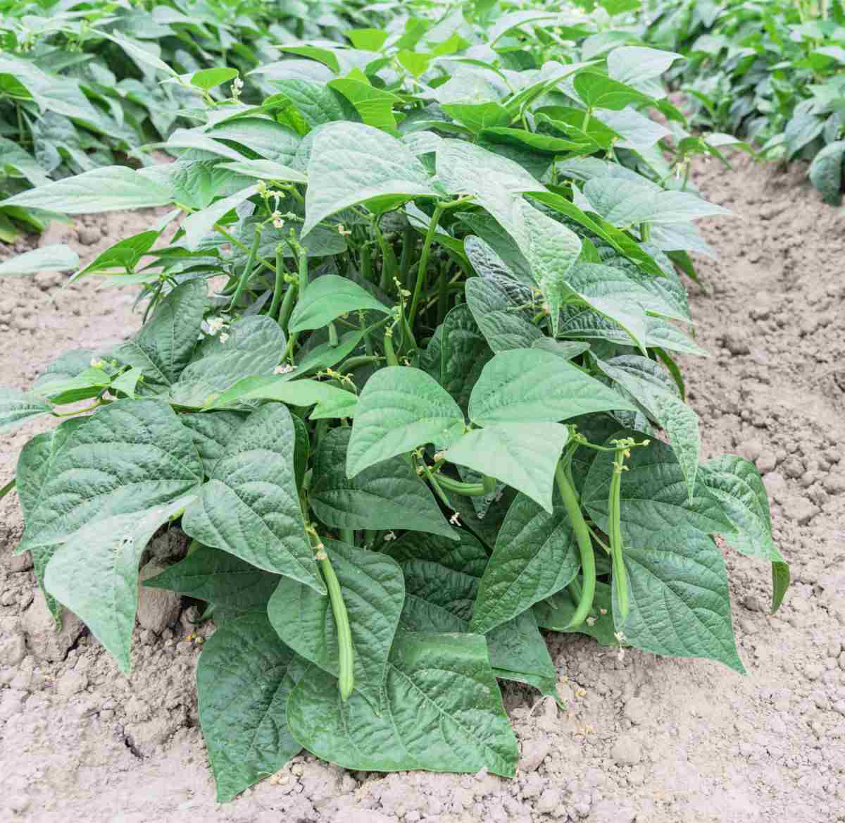 Bush bean plant growing in a garden.