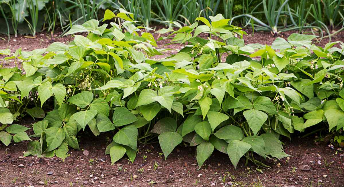 Bush beans growing in rows.