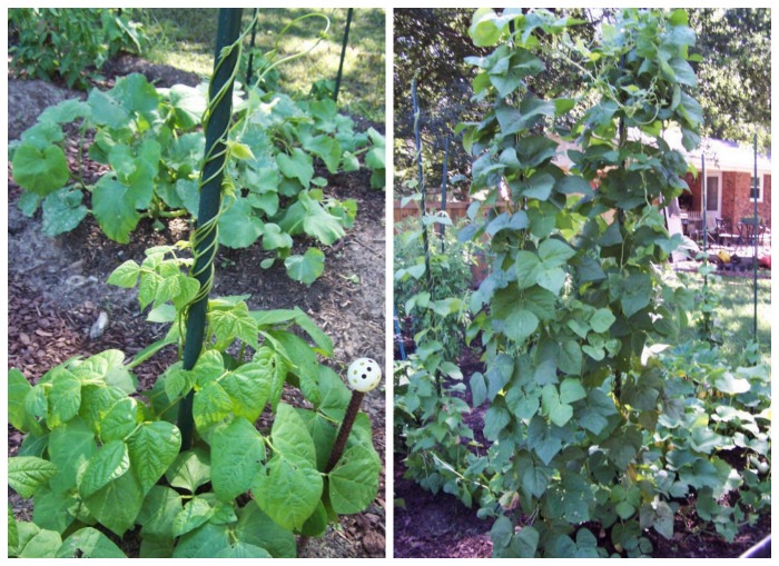 Pole beans growing on bean poles in a garden.