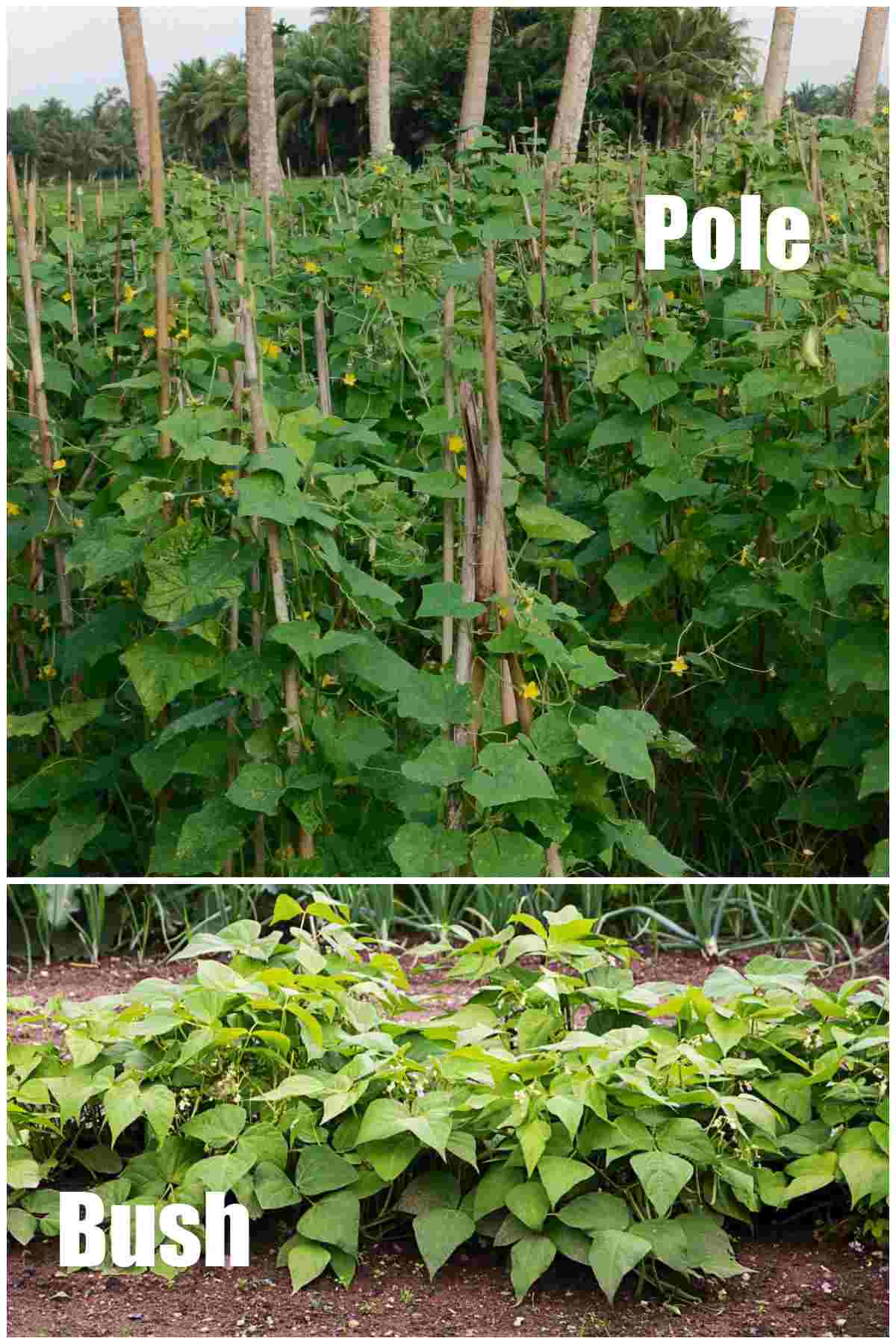 Collage showing pole beans on bamboo poles and bush beans in a garden with words Pole and Bush.