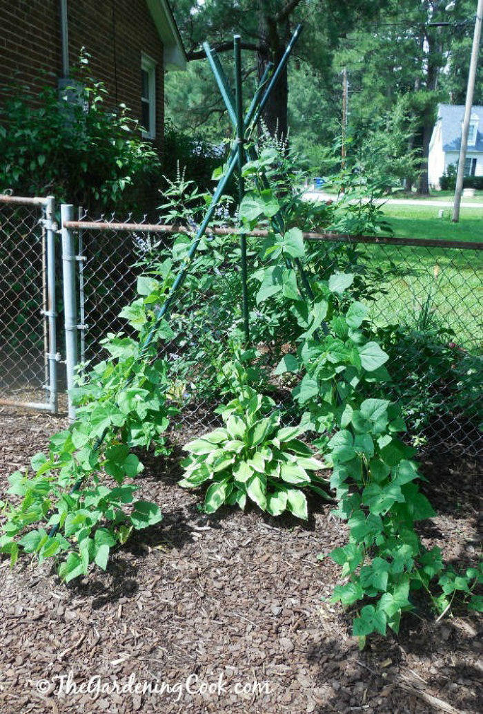 Pole beans growing up a bean teepee in a garden with a hosta plant in the center.