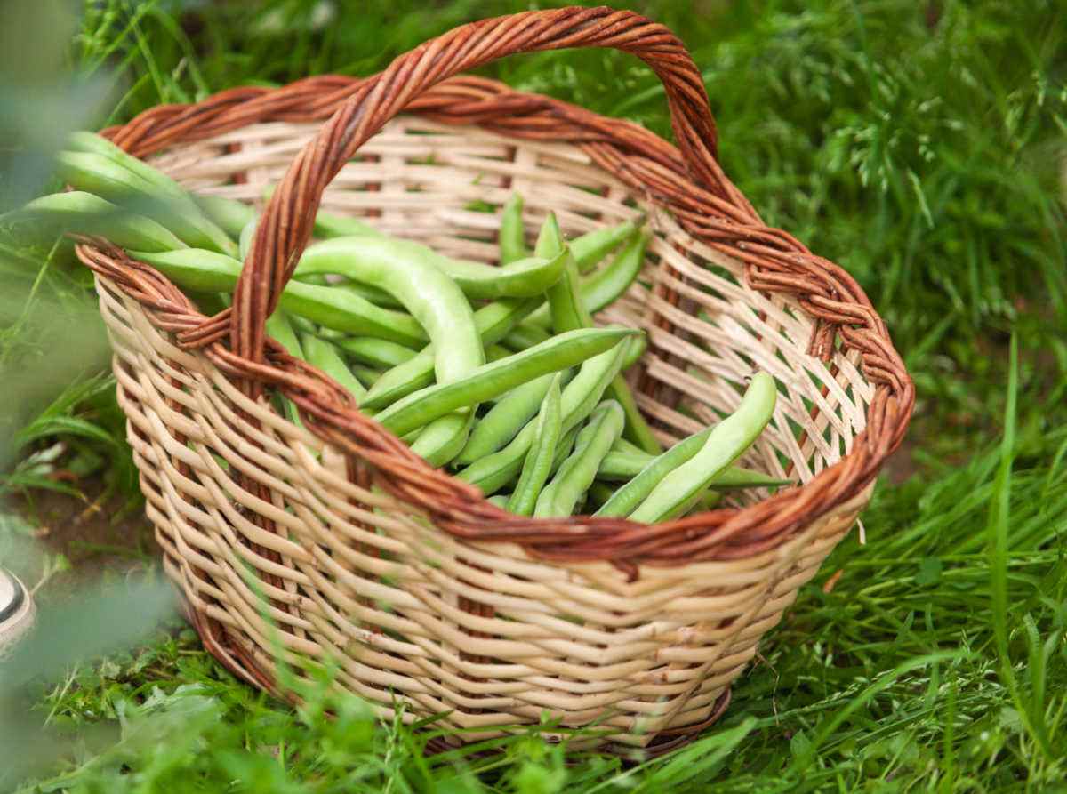 Basket of green beans on the ground.