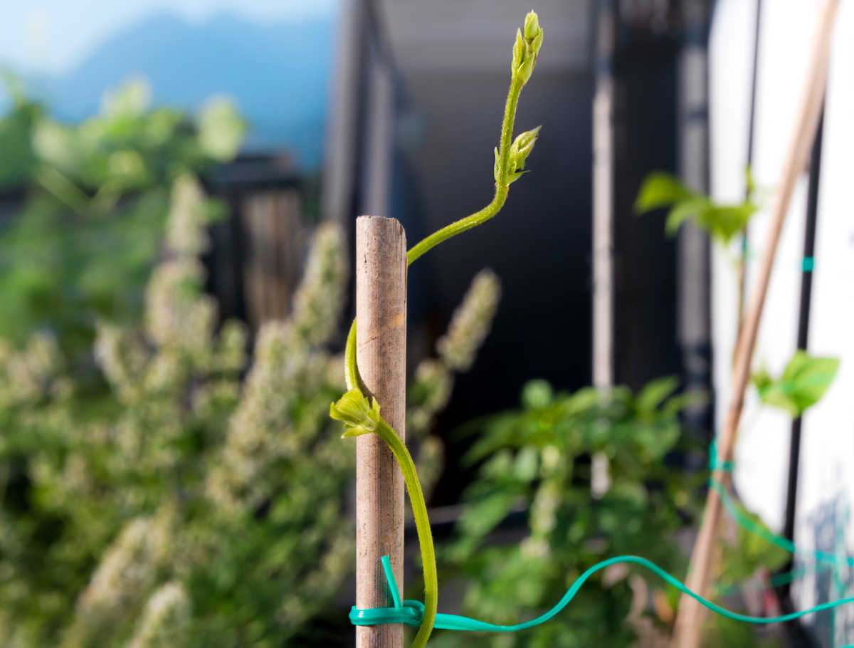 Pole bean vine growing around a bamboo pole.