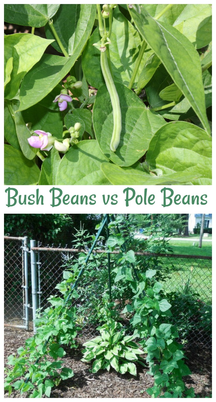 Bush beans in flower and pole beans in a teepee with words Bush Beans vs Pole Beans