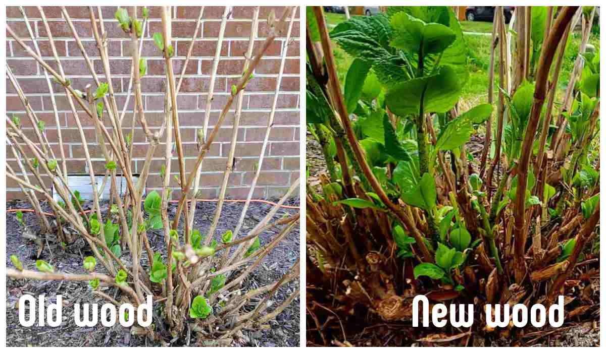 Collage showing images of hydrangea old wood and hydrangea new wood to know when to prune hydrangeas.