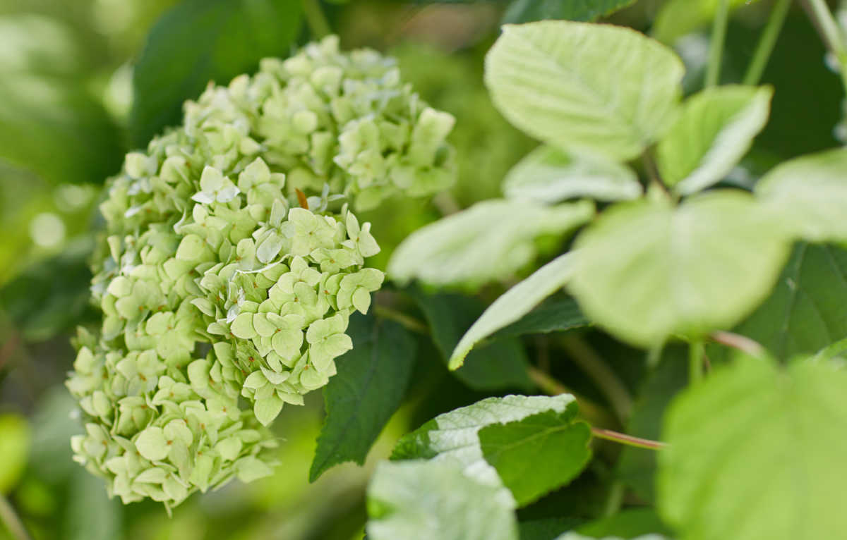 Creamy white flower of hydrangea arborescens.