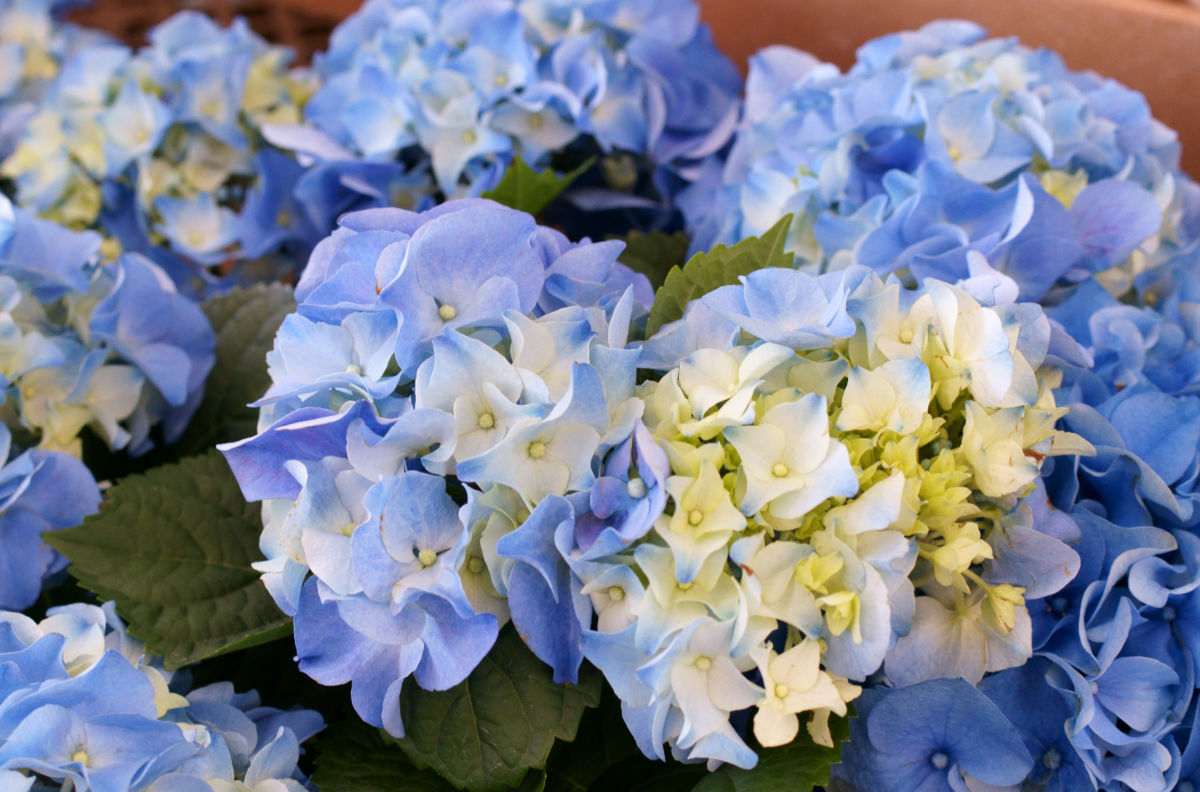 Blue flowers of a bigleaf hydrangea.