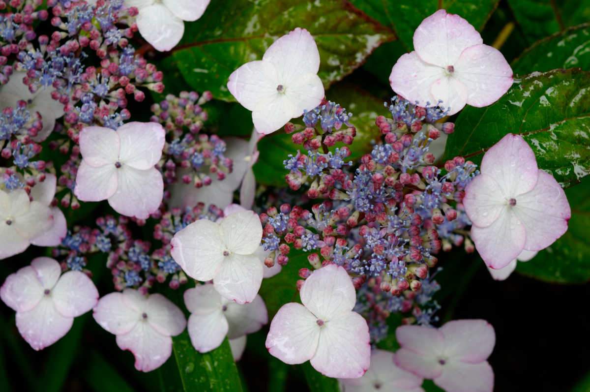 Purple and white flowers of mountain hydrangea.