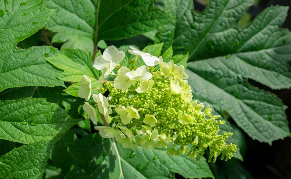 Flowers of oakleaf hydrangea.