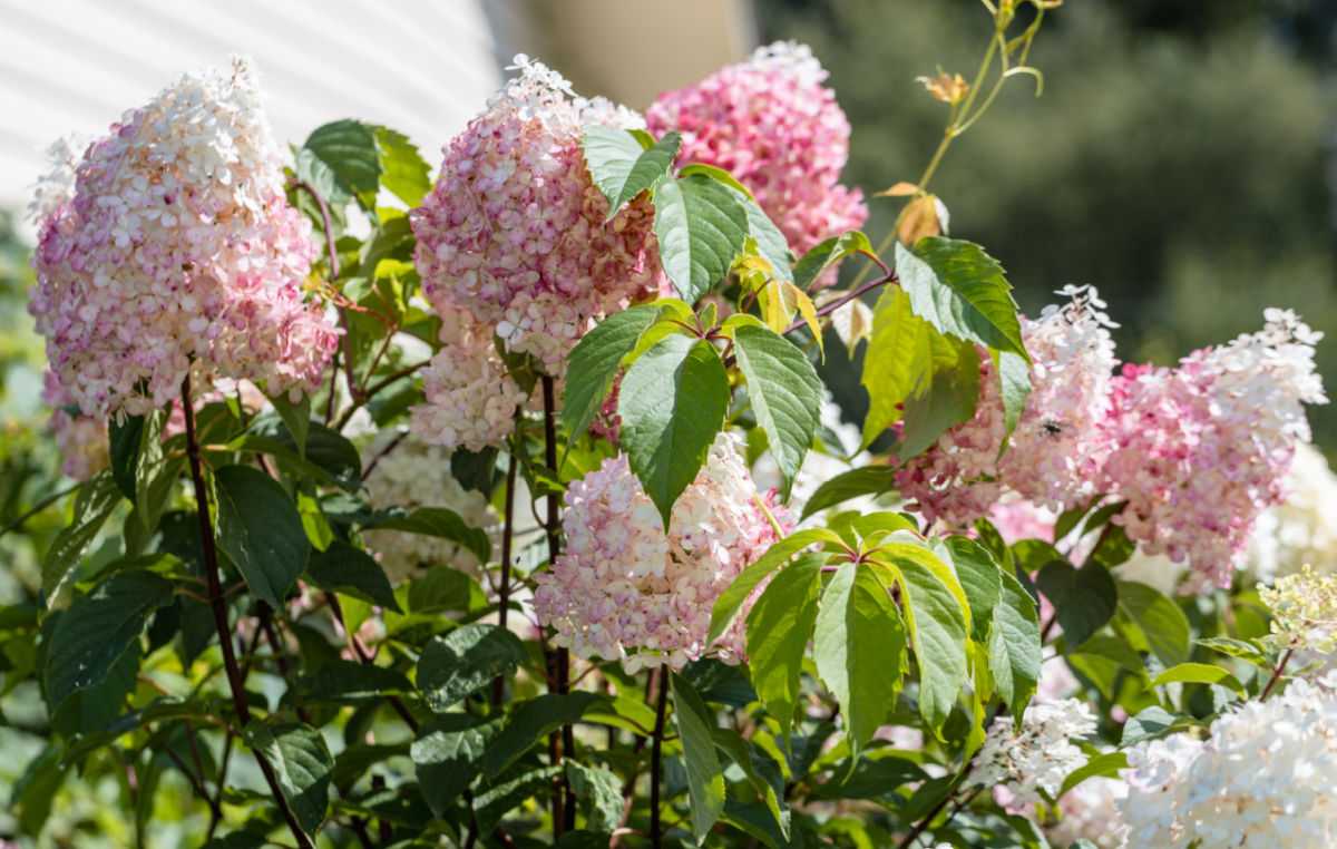 Pink flowers of panicle hydrangeas.