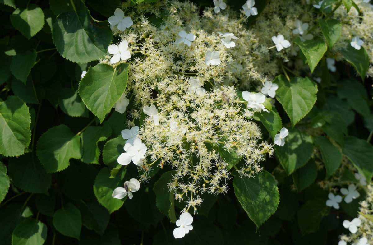 White flowers of climbing hydrangea.