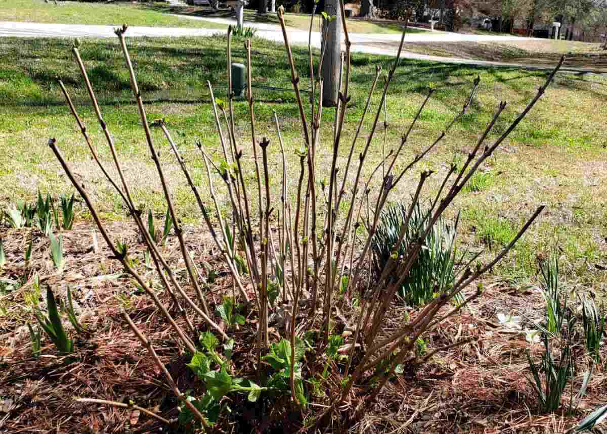 Hydrangea pruned in spring to remove old canes.