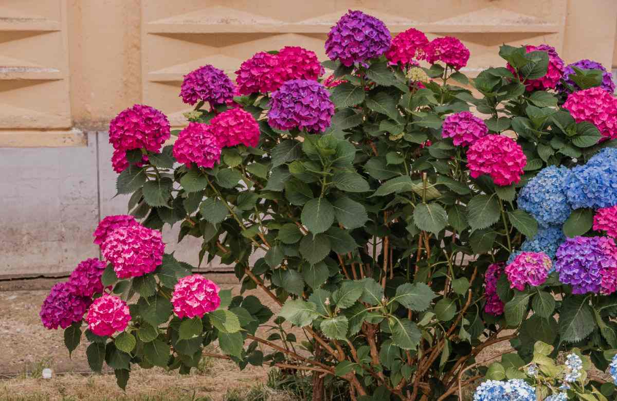 Pink and blue flowers of Endless Summer Hydrangea.