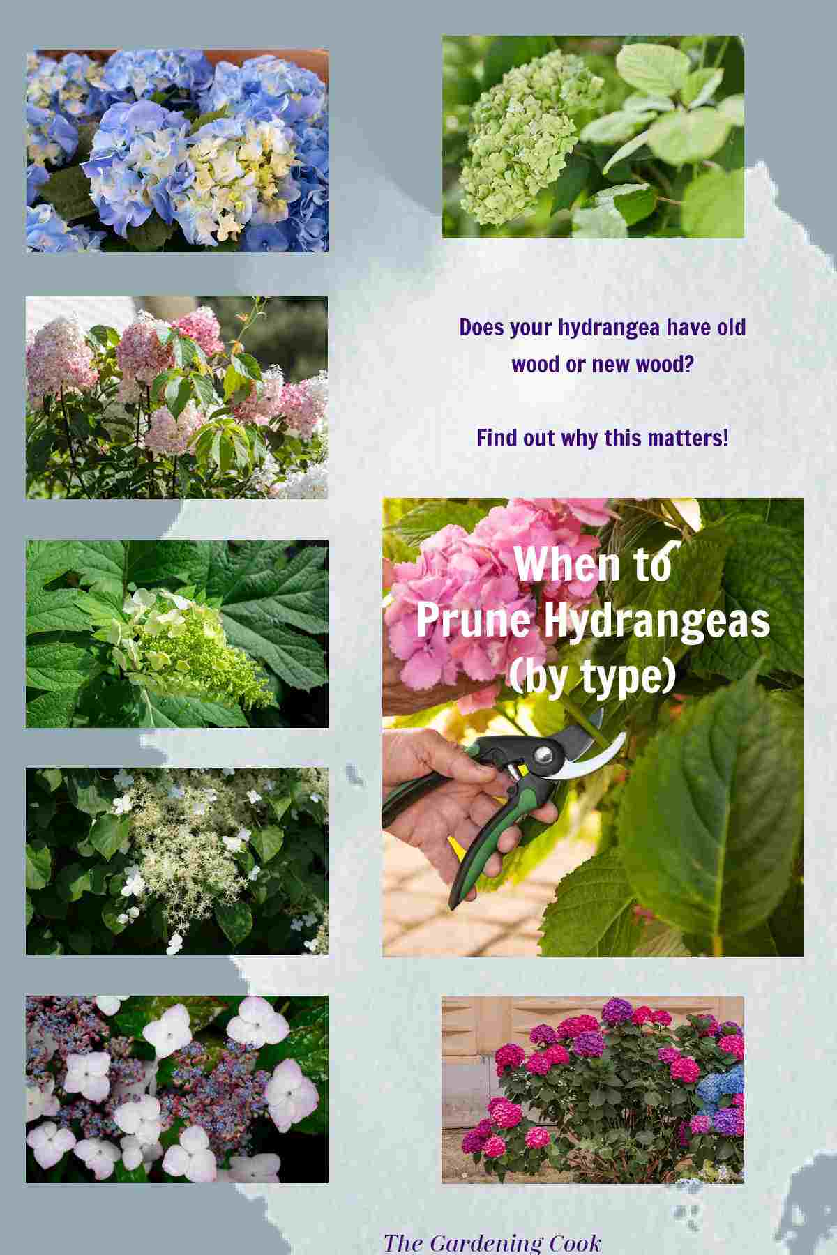 Pictures of different types of hydrangeas and text reading When to prune hydrangeas (by type).