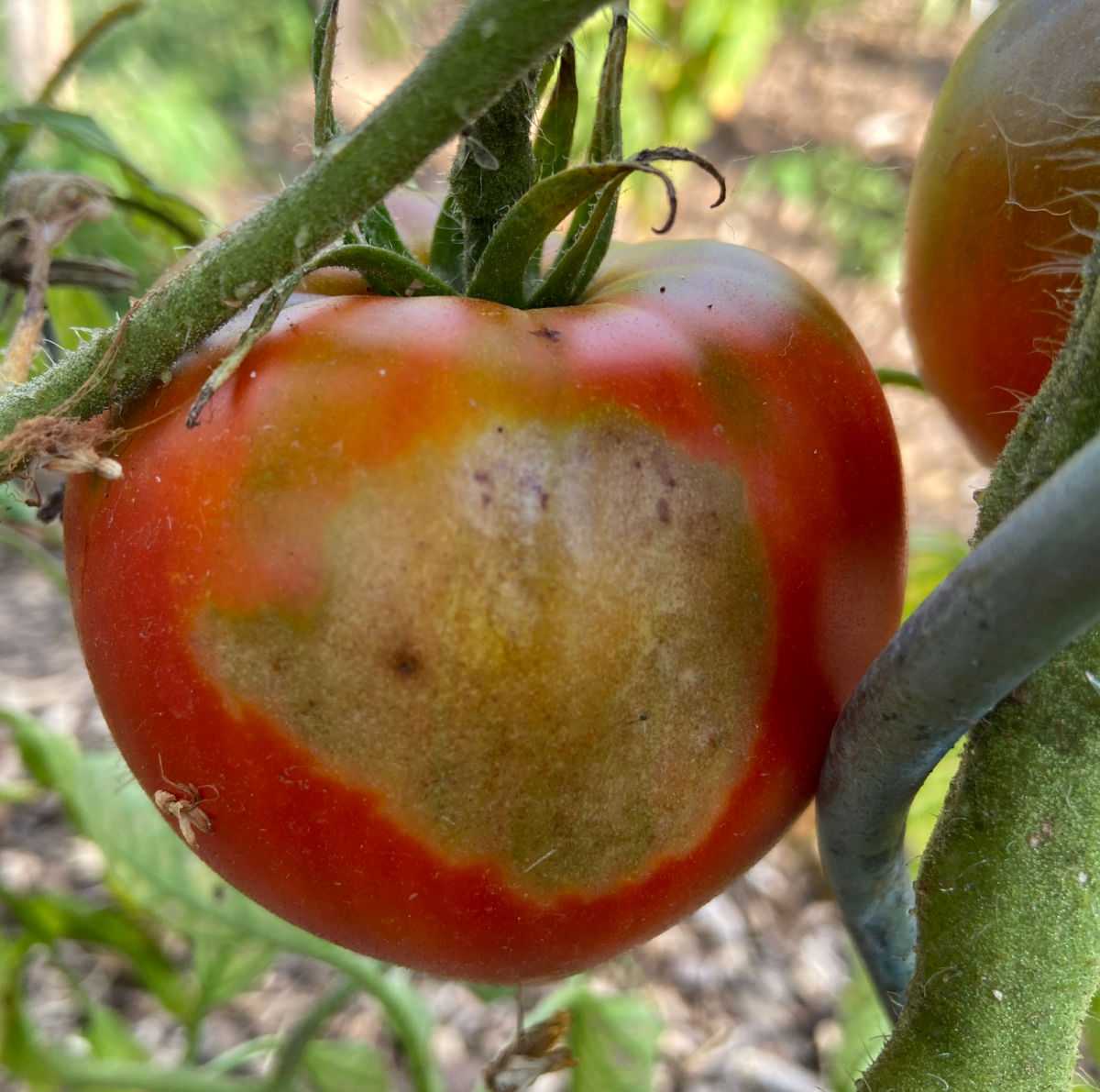 Effects of too much sun - tomato with greyish, leathery patch.